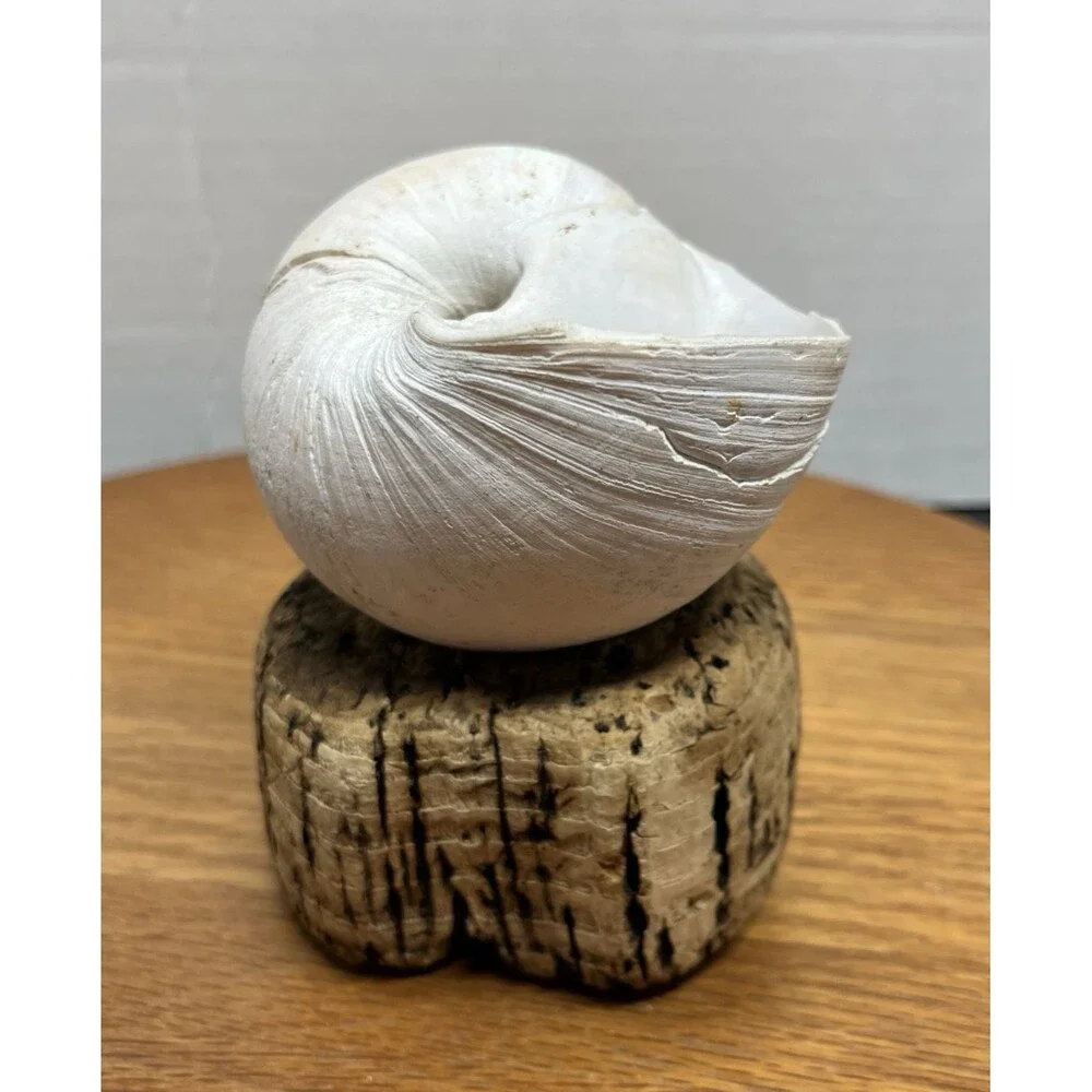 Vtg Natural Sea Moon Snail Rustic Resting Cork Base Nautical Home Decor Beach